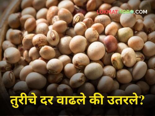 State budget tomorrow! Did Turi rates go up or down today maharashtra agriculture farmer market yard price tor | उद्या राज्याचा अर्थसंकल्प! आज सकाळच्या सत्रात तुरीच्या दर वाढले की कमी झाले?