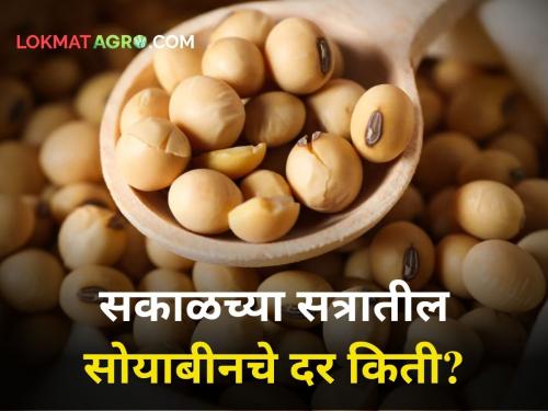 Todays Soybean Rates: How much did soybeans get on the eve of the budget? | Todays Soybean Rates : अर्थसंकल्पाच्या पूर्वसंध्येला सोयाबीनला किती मिळाला दर?