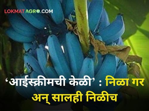 Have you ever seen a blue banana? The name is 'Ice Cream Banana'. | निळ्या गराची निळी केळी पाहिलीय का? नाव आहे 'आईस्क्रीमची केळी'