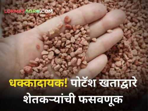 maharashtra agriculture Patash potash derived molasis fraud 14 percent actually 4 percent agriculture department | Fertilizer Fraud : ‘पीडीएम’मधील पाेटॅश खाल्ले कुणी? एका बॅगमध्ये केवळ ७ टक्के मात्रा; कृषी विभागाने उघड केला घोटाळा