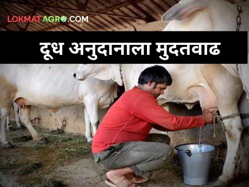 Big news! Extension of milk subsidy by one month; A subsidy of Rs 5 will be available till March 10 | मोठी बातमी! दुध अनुदानाला एका महिन्याची मुदतवाढ; १० मार्चपर्यंत मिळणार ५ रूपयांचे अनुदान