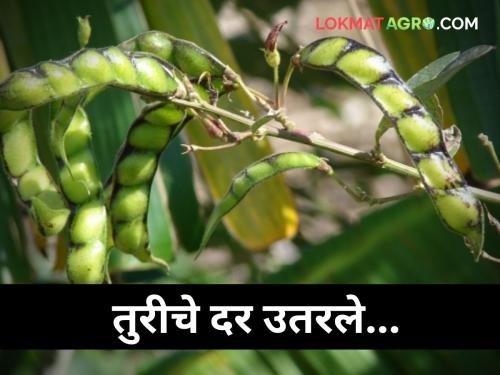 maharashtra agriculture farmer Turi prices fell today market yard | तुरीचे दर घसरले? आज मिळाला केवळ 'एवढा' दर