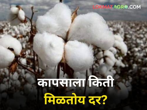 Today cotton auctions are held only two places across state This price | आज राज्यभरात केवळ दोन बाजार समितीत कापसाचे लिलाव; मिळाला एवढा दर