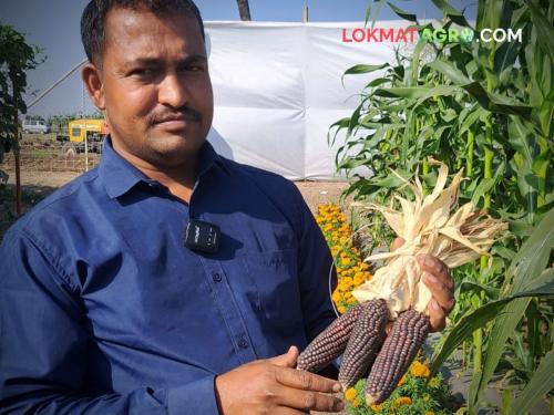 maharashtra agriculture farmer balck colour maizw crop innovation healthy | मक्याचं कणीस हिरवं पण त्यातील दाणे काळ्या रंगाचे; अशी मका पाहिलीय का?