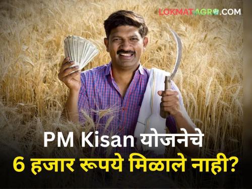 agriculture farmer Did you get Rs 6 thousand of PM Kisan scheme If not do this | PM Kisan चे ६ हजार रूपये मिळाले का? नसतील मिळाले तर हे करा