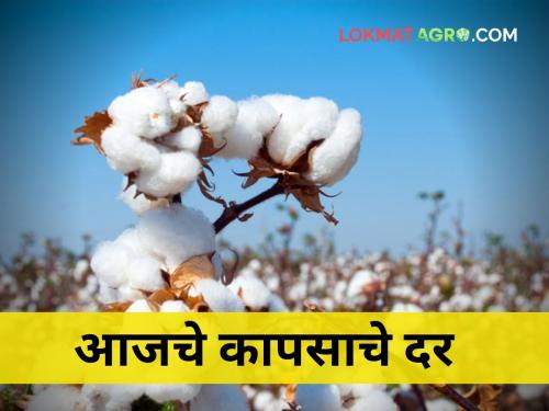 maharashtra agriculture farmer market yard cotton rate market price | आज कापसाला कुठेच मिळाला नाही हमीभावाएवढा दर!