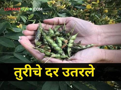 The extreme prices of turi came down! See how much you got today | टोकाला गेलेले तुरीचे दर खाली उतरले! पाहा आज किती मिळाला दर