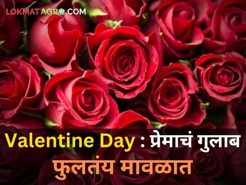 Valentine's Day: Prosperity due to rose cultivation in a rose garden | Valentine Day : गुलाबाची पंढरी असलेल्या मावळात गुलाब शेतीमुळे समृद्धी! 5 हजारांहून अधिक रोजगार उपलब्ध