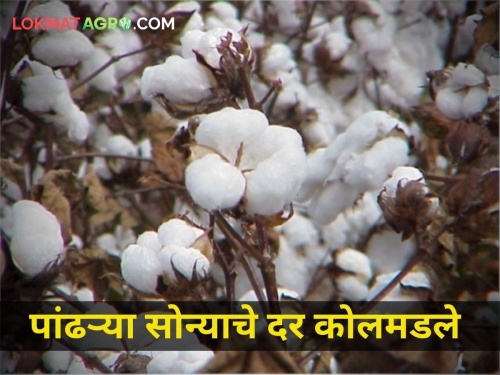 maharashtra agricluture farmer today cotton rates | पांढरं सोनं काळवंडलं! मिळतोय कवडीमोल दर