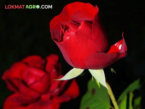 maharashtra agriculture farmer rose trader valentines day rose day | Rose Day : शेतकऱ्यांच्या गुलाबाला जेवढा दर मिळतोय त्यापेक्षा दुप्पट व्यापारी कमावतायेत