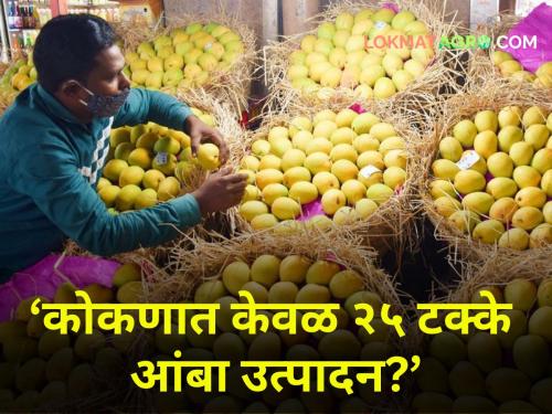 75 percent of Konkan hapus mangoes did not bloom Production will decrease dramatically? | 'कोकणातील तब्बल ७५ टक्के आंब्यांना मोहोरच नाही'; उत्पादन कमालीचे घटणार?