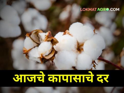 Cotton Rates Today: Today, only one market committee got the rate equal to the guaranteed price | Cotton Rates Today : आज केवळ एकाच बाजार समितीत मिळाला हमीभावाएवढा दर