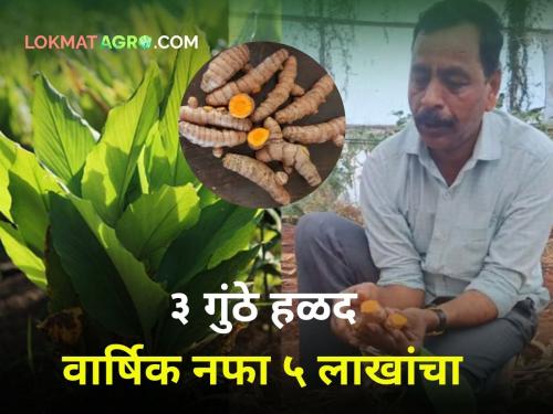 'This' farmer is selling wet turmeric worth one and a half thousand every day 5 lakhs profit per year from 3 bunches dnyaneshwar bodkhe | 'हा' शेतकरी रोज विकतोय दीड हजारांची ओली हळद! ३ गुंठ्यातून वर्षाकाठी ५ लाखांचा नफा