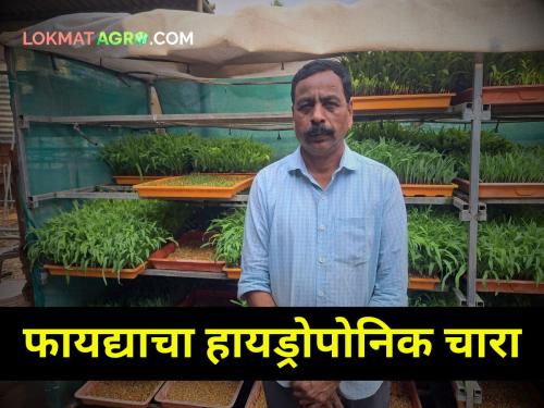 Grow nutritious fodder in 5 ft. space; Benefits of hydroponic fodder are benefits | ५ फूट जागेत वाढवा पौष्टिक चारा; हायड्रोपोनिक चाऱ्याचे फायदेच फायदे