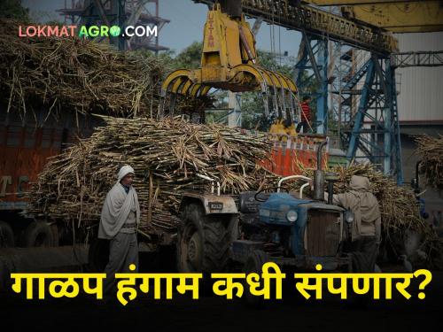 75 percent of sugar factories in state are closed! When will sugarcane crusing season end | राज्यातील ७५ टक्के साखर कारखान्यांची धुराडी बंद! गाळप हंगाम कधी संपणार?