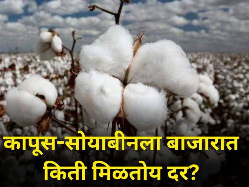 What is price cotton soybeans in market during Diwali market yard rates farmer producers | दिवाळीत कापूस-सोयाबीनला बाजारात किती मिळतोय दर? जाणून घ्या