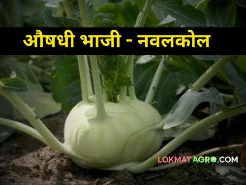 Medicinal Plants navalkol Many people are not aware health benefits vegetables | औषधी वनस्पती नवलकोल! आरोग्यास फायद्याची भाजी अनेकांना माहितीच नाही