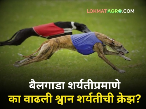 Whydog racing in maharashtra craze increasing? Thar is getting prizes ramudra famous dog | श्वान शर्यतीची क्रेझ का वाढतेय? बक्षिसांत मिळतेय 'थार'! सामान्य माणूसही करू शकतो हा नाद