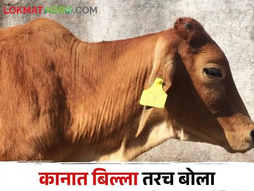 Animal Ear Tagging Ear tags are now mandatory for buying and selling animals | Animal Ear Tagging जनावरांच्या खरेदी विक्रीसाठी यापुढे कानात बिल्ला अनिवार्य