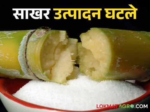 Sugar production in the country decreased by 1 million tones; How much production in which state? | Sugar Production देशात साखरेचे उत्पादन १० लाख टनांनी घटले; कोणत्या राज्यात किती उत्पादन