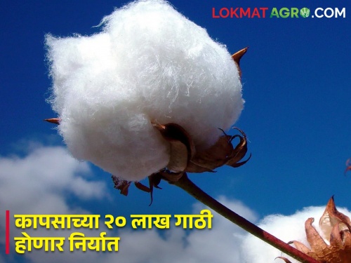 Good news for farmers.. Good condition for cotton export, worldwide demand for our cotton | शेतकऱ्यांसाठी खुशखबर.. कापूस निर्यातीला अनुकूल स्थिती, आपल्या कापसाला जगभर मागणी