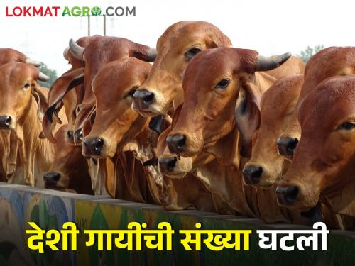 Latest news Focus on rearing of hybrid cows by cattle breeders for milk business | पशुपालकांनी देशी गायी सोडून संकरित गाय पालन का सुरू केलंय? वाचा सविस्तर