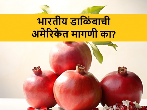 why Indian Pomegranate is a First choice of American customers | भारतीय डाळिंबाने दिली कॅलिफोर्नियातील डाळिंबाला टक्कर