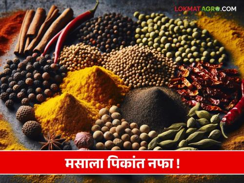 Spice Crops: Farmers not get Spice Crops | Spice Crops : मसाला पिकांबाबत शेतकरी उदासीन 