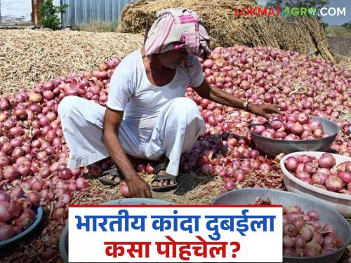 Latest News Kanda Niryat Indian onion will now go directly to Dubai instead of going to Karachi | Kanda Niryat : भारतातील कांदा व्हाया कराची न जाता आता थेट जाणार दुबईत, वाचा सविस्तर