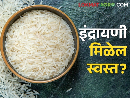 New rice entered the market; How much market price is getting for which rice? | नवा तांदूळ बाजारात आला; कोणत्या तांदळाला मिळतोय किती दर?