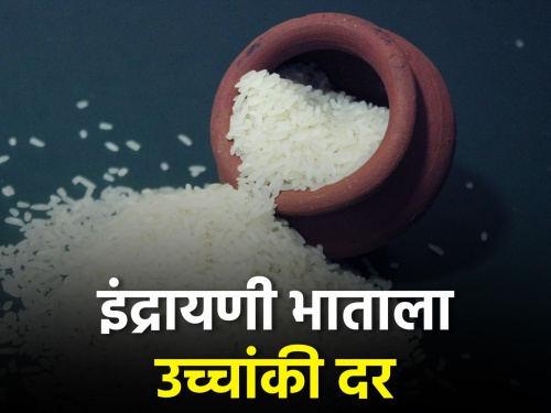 Latest News Rice Crop Igatpuri's Indrayani rice is at high price this year | इगतपुरीच्या इंद्रायणी भाताने यंदा गाठला उच्चांकी दर, हमीभावापेक्षा वाढीव दराने खरेदी
