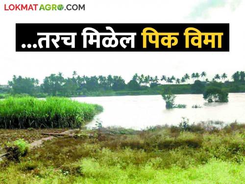 Report damage to crops due to floods, heavy rains on this number | पूर, अतिवृष्टीमुळे पिकांचे नुकसान झालेय या क्रमांकावर तक्रार नोंदवा