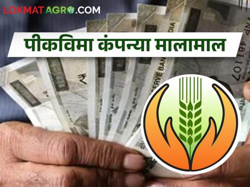 Crop Sowing on 40 lakh hectares but Crop insurance on 49 lakh hectares; How is this? | पिकपेरा ४० लाख हेक्टरवर विमा मात्र ४९ लाख हेक्टरचा; हे कसं काय?