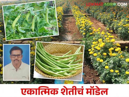 Farmer Success Story : Farmer Bhikaji are earning more profit by adopting multi-cropping method in farming | Farmer Success Story : शेतीत बहुपीक पद्धतीचा अवलंब करून भिकाजी कमवता आहेत अधिकच नफा