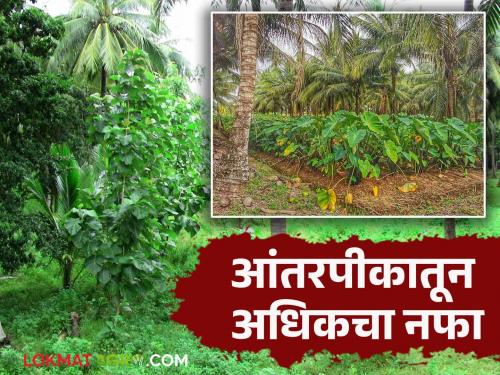 Intercropping in Coconut : Read in detail what intercropping should be done in coconut garden for more profit | Intercropping in Coconut : नारळ बागेत अधिकच्या नफ्यासाठी कोणती आंतरपिके घ्यावीत वाचा सविस्तर