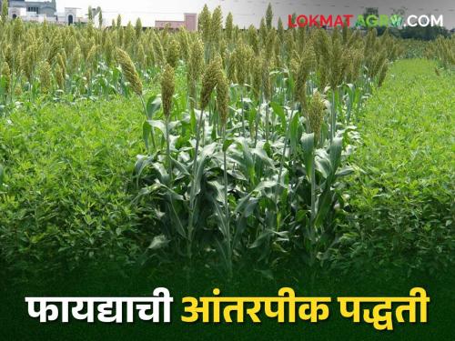 Kharif Intercropping; Sowing in this manner during Kharif season and you will get more profit | Kharif Intercropping खरीप हंगामात या पद्धतीने पेरणी करा मिळेल अधिकचा नफा