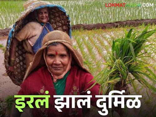 The traditional raincoats of the farmers are now out of sight, how to make irale | Irale शेतकऱ्यांचा पारंपरिक रेनकोट इरले होतेय आता दृष्टिआड; कसं बनवलं जातं इरलं