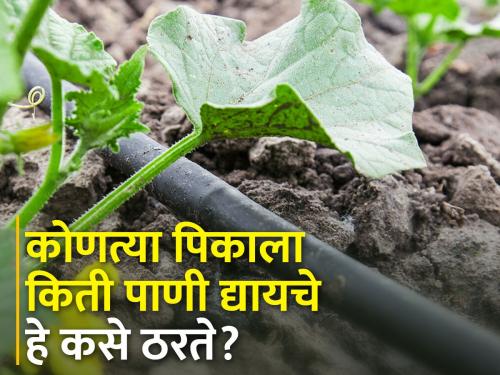 What aspects should be considered while irrigation the crop? | पिकासाठी पाणी देताना कोणत्या बाबींचा विचार करावा?