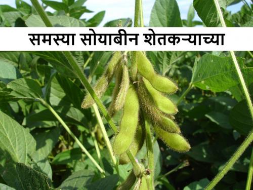 Soybean and cotton: Soybean get rotting, issue with cotton also | Soybean and cotton: सोयाबीन सडले, कपाशीवर रोगराई; शेतकरी हवालदिल