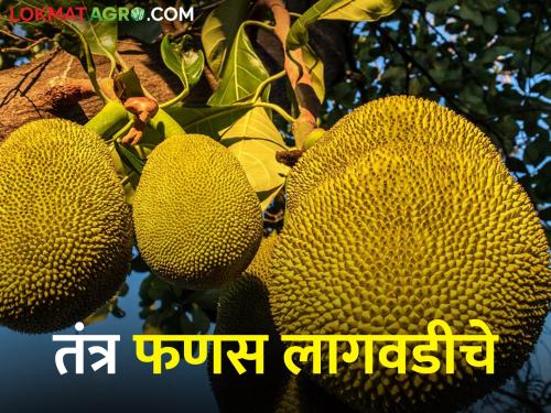 The trend of farmers is increasing towards cultivation of jackfruit | उत्पन्न वाढवायचेय? तर मग फणस लागवडीचे हे तंत्र वापराच