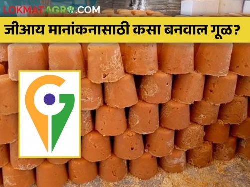 How is Jaggery Processed and Graded for GI Rating? | जीआय मानांकनासाठी गूळ करण्याची प्रक्रिया आणि त्याची प्रतवारी कशी केली जाते?