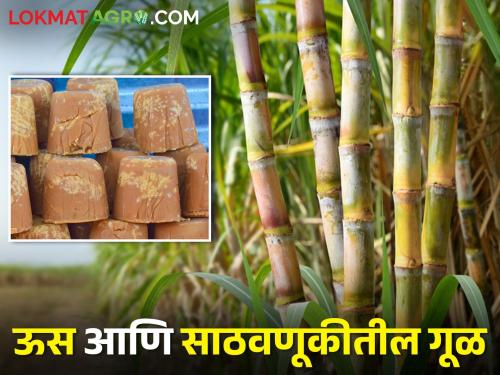 How to do sugarcane crop management to avoid spoilage of jaggery during storage | साठवणूकीत गूळ खराब होवू नये म्हणून कसे करावे ऊस पिक व्यवस्थापन