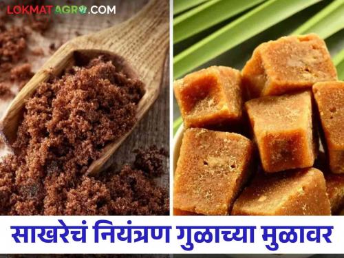 Changes in Sugar Control Act problematic for Jaggery Khandsari industries | साखर नियंत्रण कायद्यात बदल गूळ खांडसरी उद्योगांच्या मुळावर