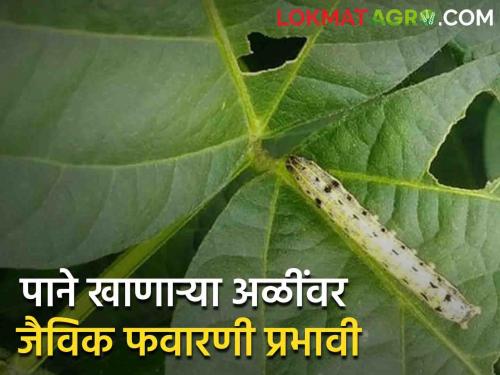 Soybean Crop Management : Control the soybean crop worm which come from tobacco with 'this' biological spray | Soybean Crop Management : तंबाखूवरून सोयाबीनवर आलेल्या अळीला रोखा 'या' जैविक फवारणीने