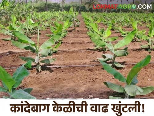 Latest News Effects on banana cultivation due to extreme heat in jalgaon district | तापमान वाढलं, कांदेबाग केळीची वाढ खुंटली, अतिउष्णतेच्या निकषात पात्र होईल का? 