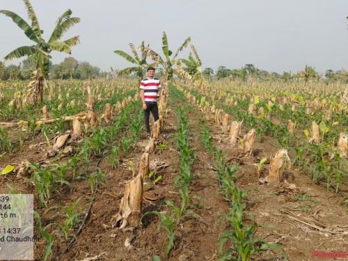 Poor management of the insurance company, rejected the proposal of the banana producer | विमा कंपनीचा भोंगळ कारभार, केळी उत्पादक शेतकऱ्याचा प्रस्ताव नाकारला