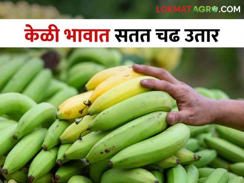 Constant fluctuations in banana prices at the behest of traders; Angry banana farmers | व्यापाऱ्यांच्या तालावर केळी भावात सतत चढउतार; केळी उत्पादक शेतकरी संतप्त