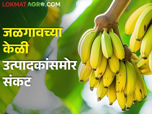 Latest News Jalgaon district is largest producer of bananas, but export is less | जळगाव जिल्ह्यात सर्वाधिक केळी उत्पादक, पण निर्यातीचं मोठं संकट उभं राहिलंय! 