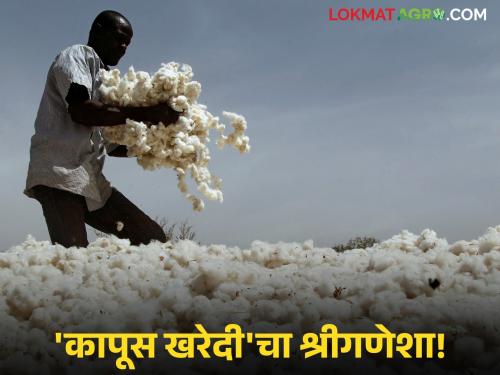 Cotton procurement begins in Jalgaon on the occasion of Ganesh Chaturthi; Read what is the starting price | गणेश चतुर्थीच्या मुहूर्तावर जळगावात कापूस खरेदी सुरू; वाचा शुभारंभ दर किती