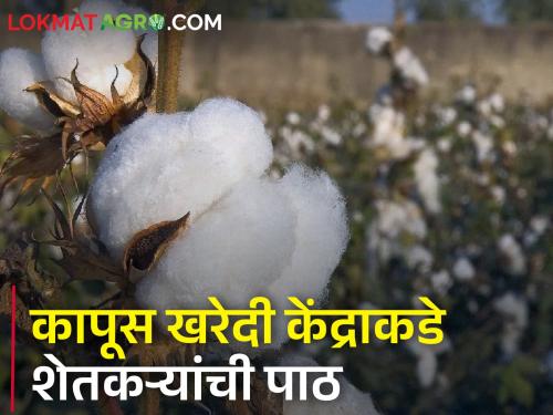 Farmers waiting for cotton price hike, shopping centers are busy | शेतकऱ्यांना कापसाच्या दरवाढीची प्रतीक्षा, खरेदी केंद्रावर शुकशुकाट